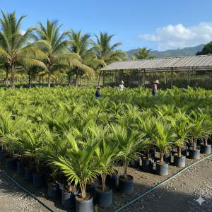 Cocos palmier Bouhinia Blanche